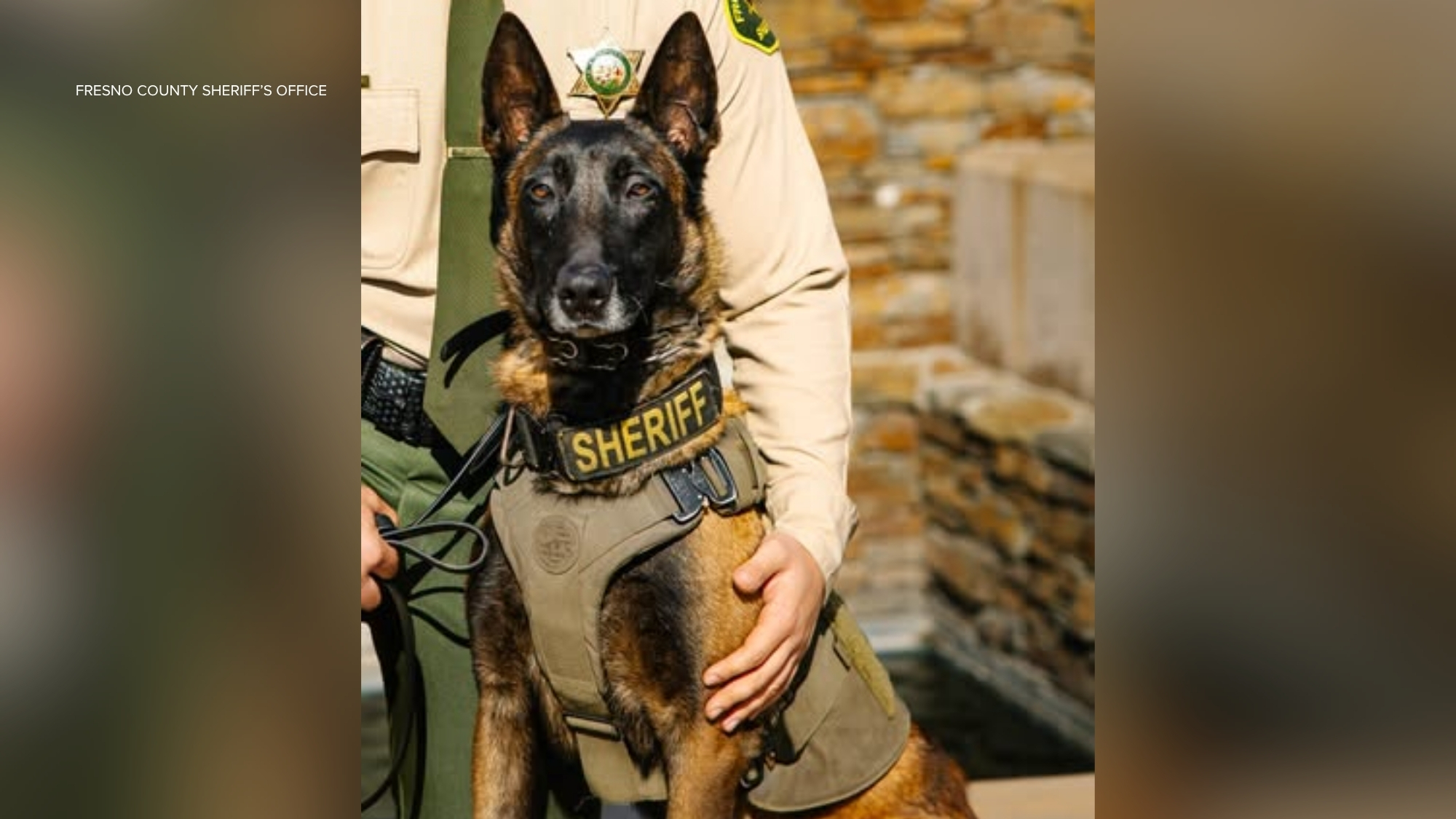 Sheriff's office K-9 killed in hit-and-run after being spooked by fireworks
