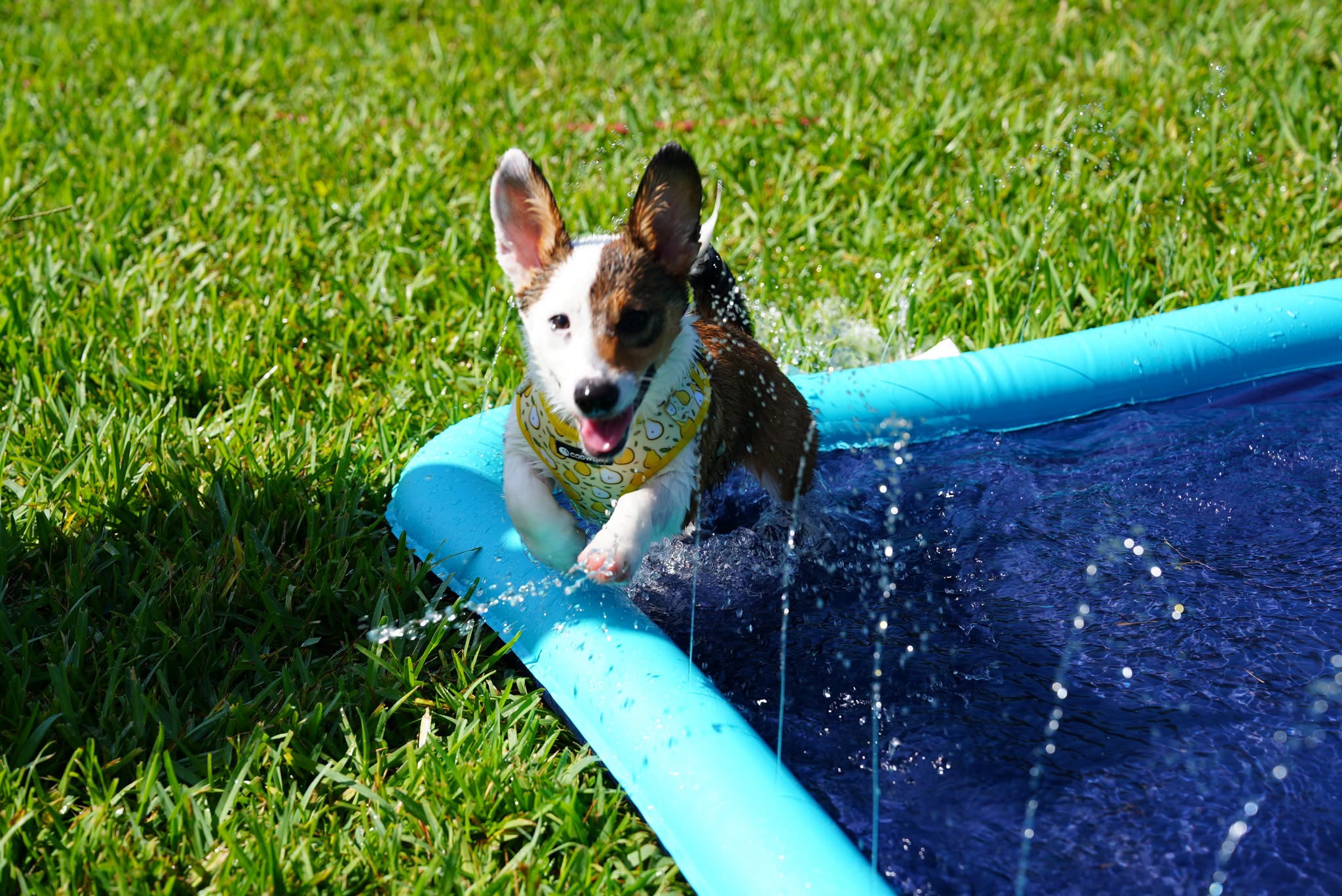 Dogs make a splash at final pool event of summer